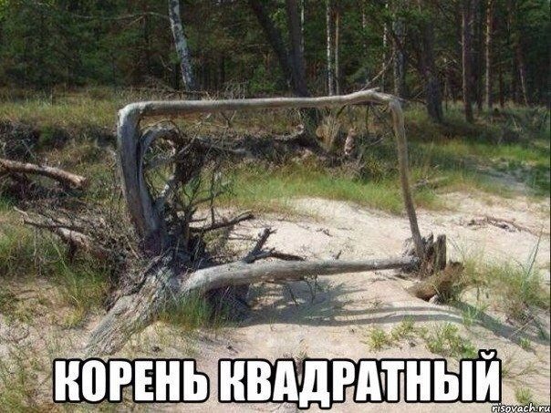Шуточные смешные картинки