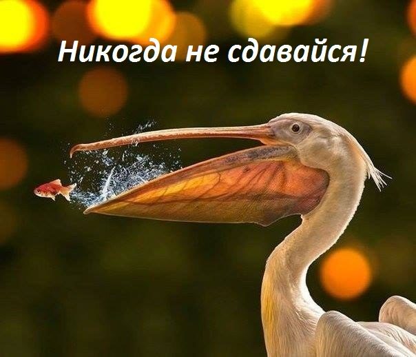 Красивые шуточные картинки