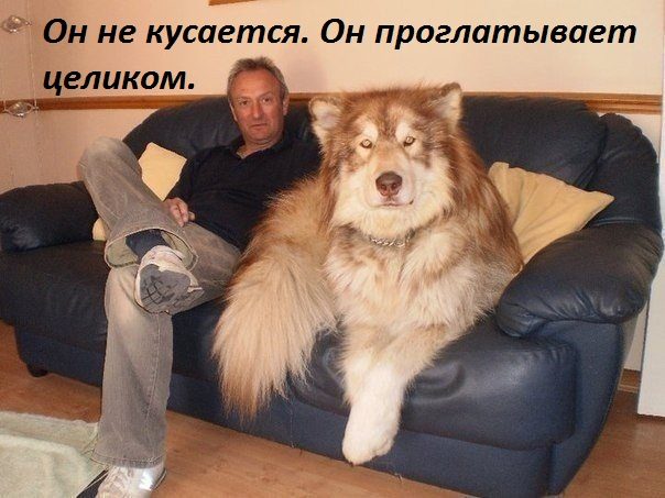 Прикольно шуточные картинки
