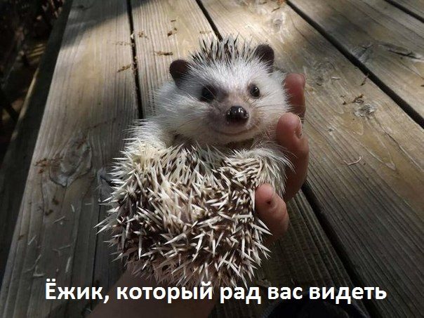 Красивые шуточные картинки