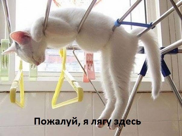 Шуточные смешные картинки