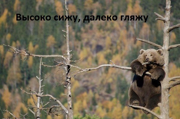 Шуточные смешные картинки
