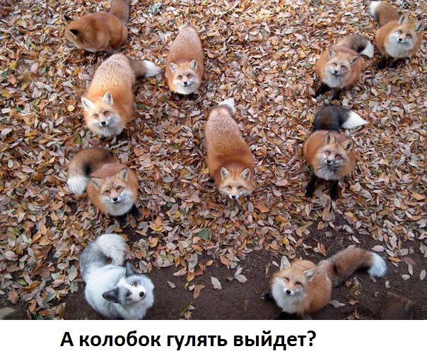 Прикольно шуточные картинки