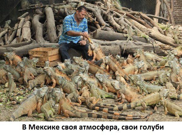 Бесплатные шуточные картинки