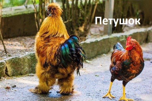 Шуточные смешные картинки