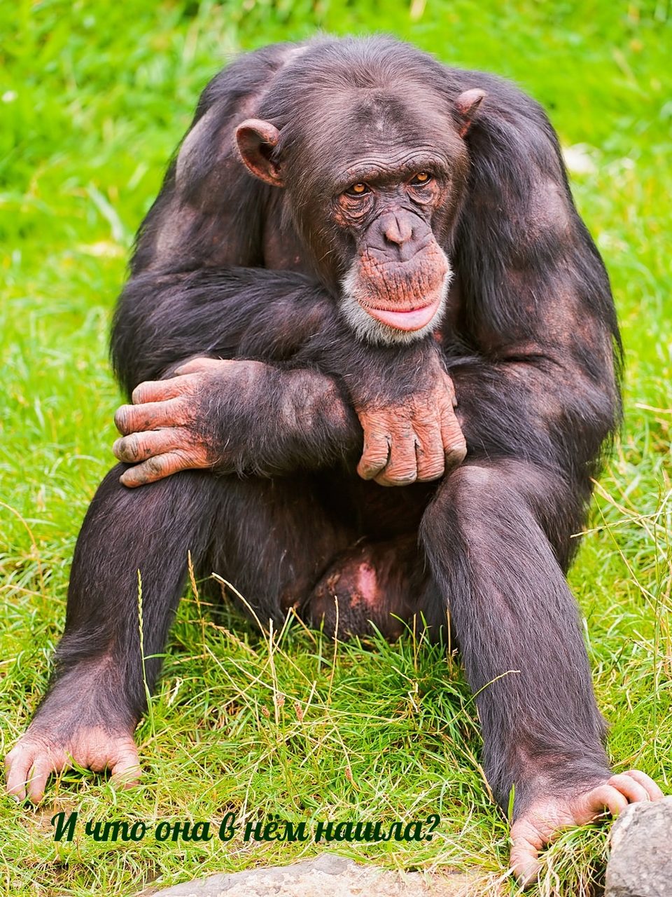 Бесплатные шуточные картинки