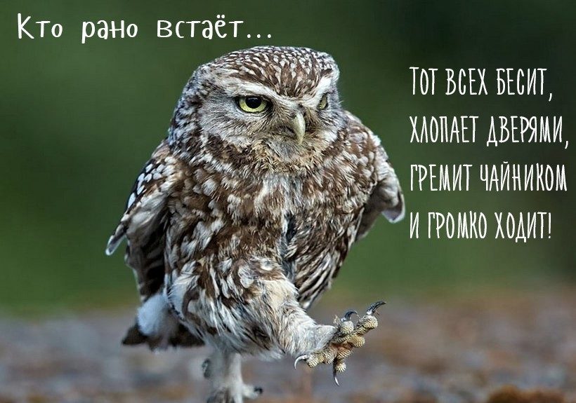 Шуточные картинки с добрым утром