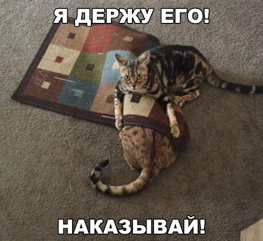 Картинки-приколы смешные до слез