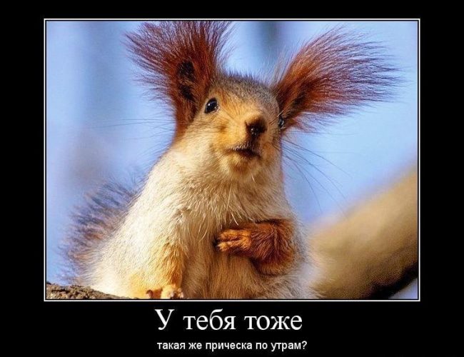 Картинки-приколы до слез самые оригинальные