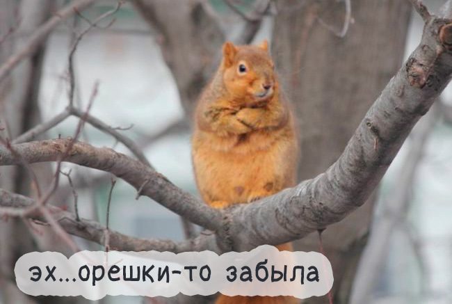 Картинки-приколы до слез самые оригинальные