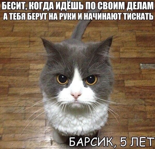 Картинки-приколы с надписями ржачные