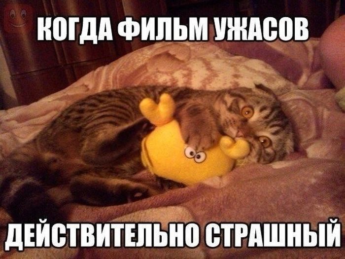 Картинки-приколы с надписями ржачные