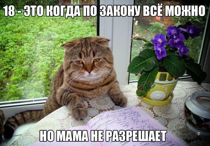 Приколы в картинках с надписями поржать