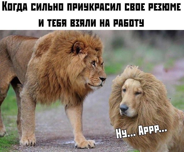 Приколы в картинках с надписями поржать