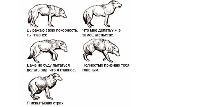 Функции хвоста