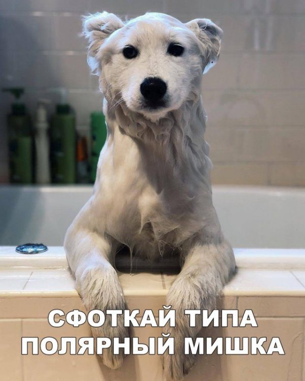 Картинки-приколы веселые