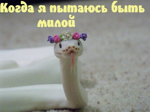 Картинка-прикол для хорошего настроения