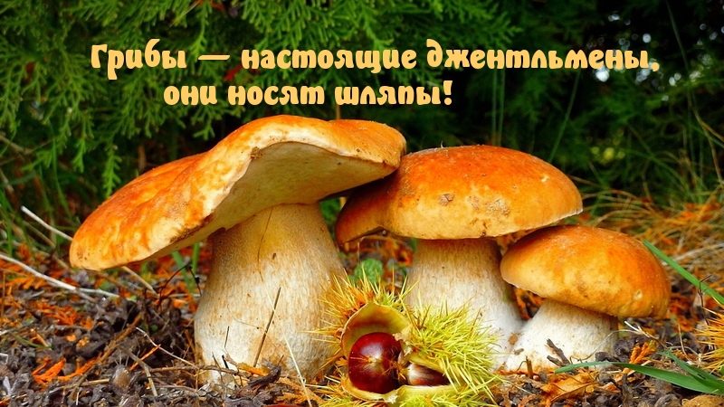 Картинка-прикол для хорошего настроения