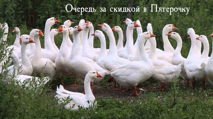 Картинка-прикол для хорошего настроения