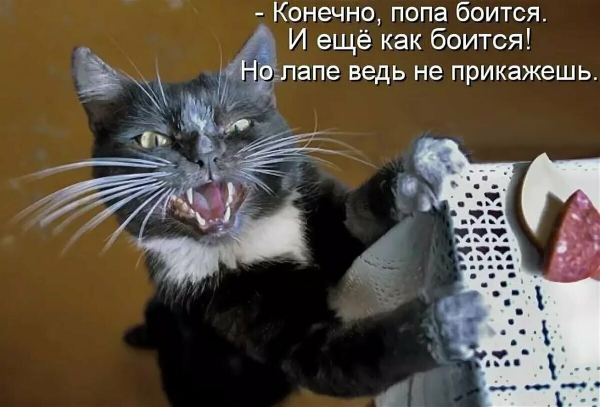 Новые приколы в картинках
