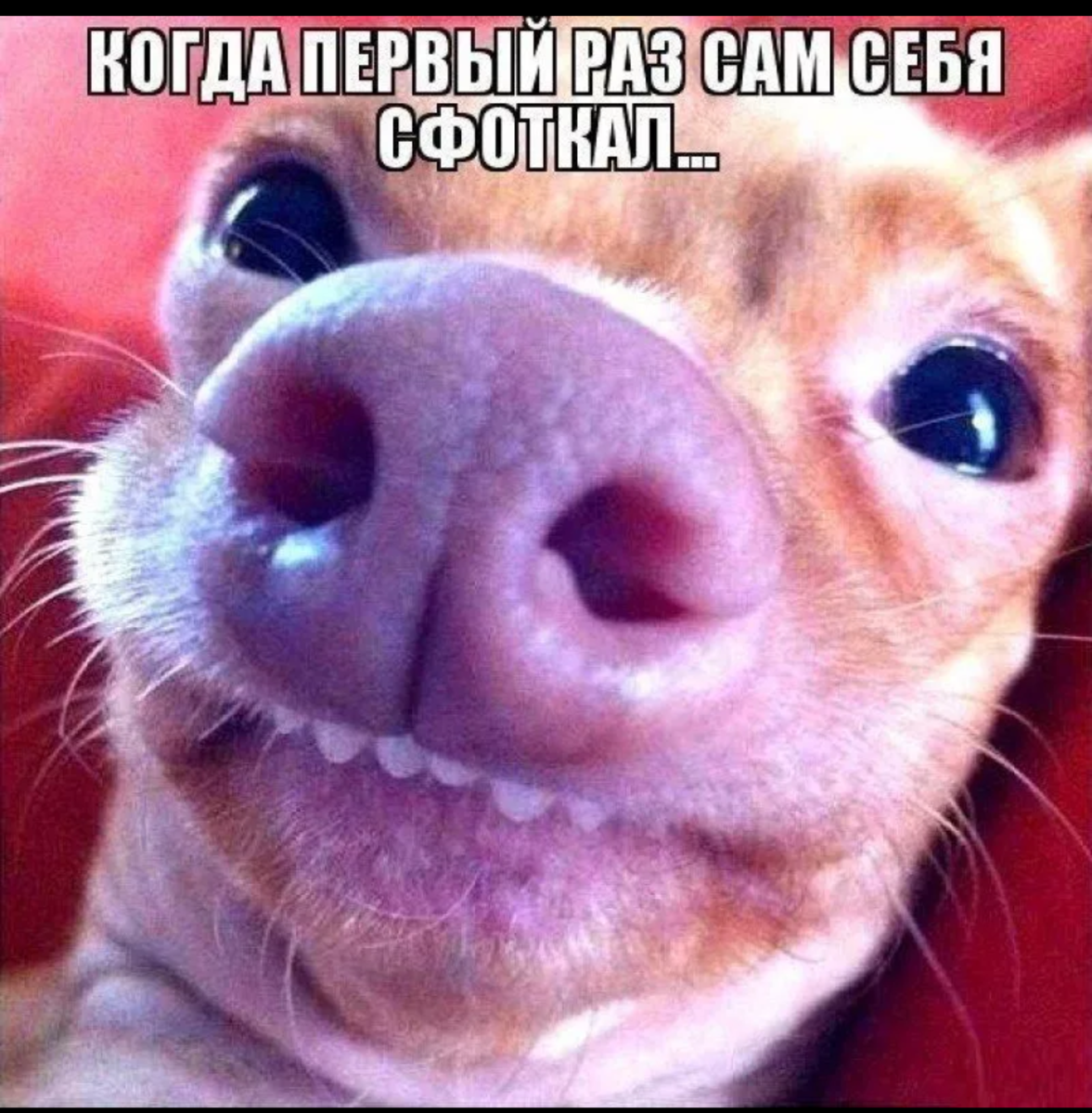 Новые приколы в картинках
