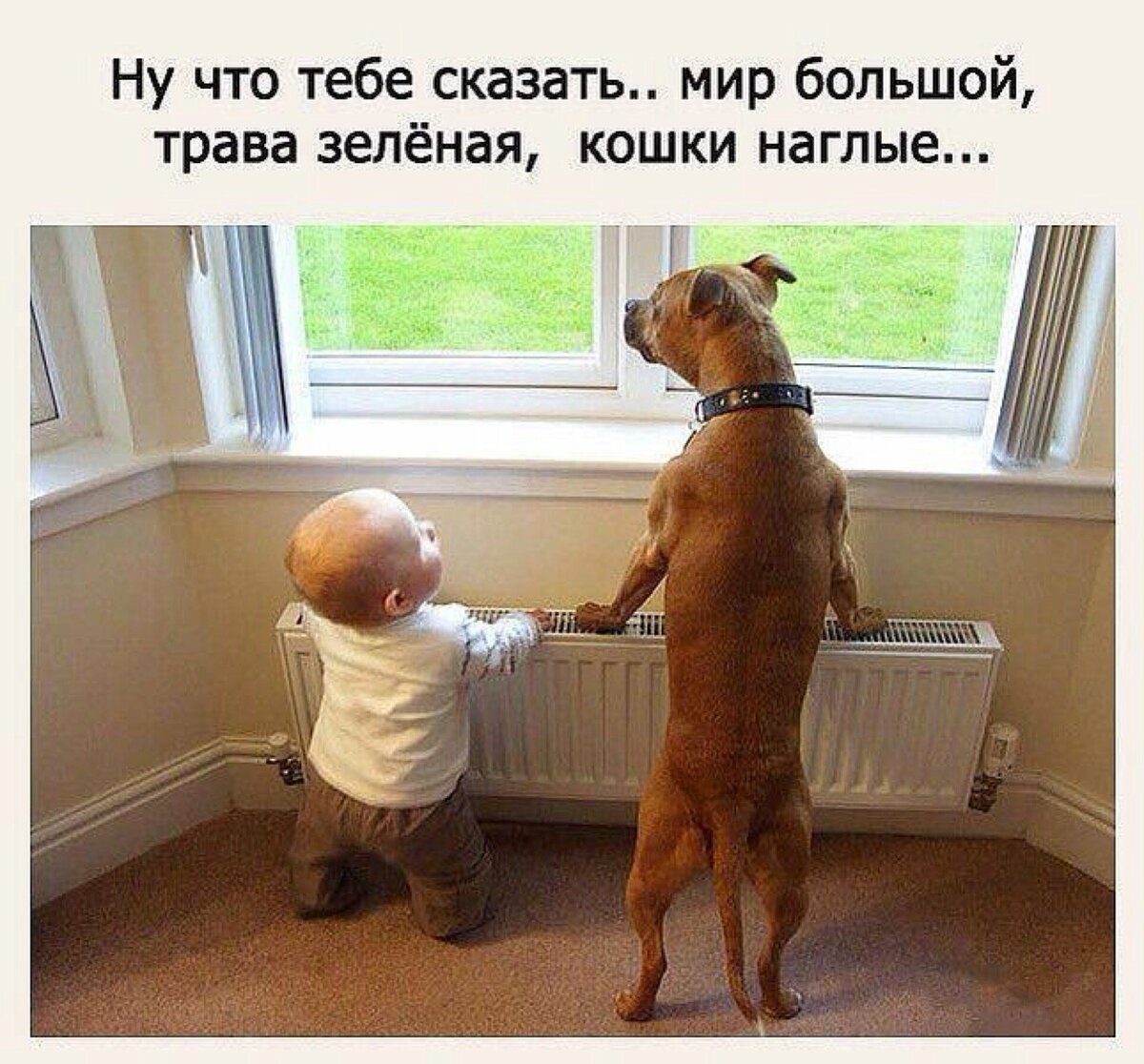 Новые приколы в картинках