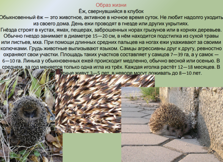 Образ жизни