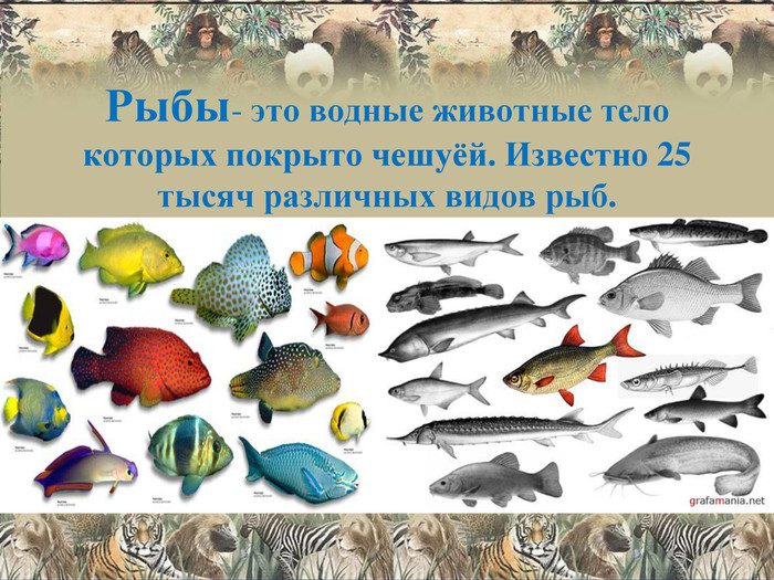 Рыбы это животные