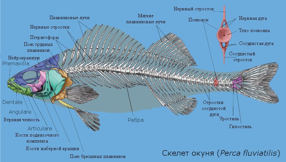 Строение рыбы