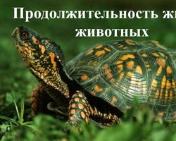 Продолжительность жизни разных животных: птиц, рептилий, грызунов, рыб и моллюсков — Окружающий мир