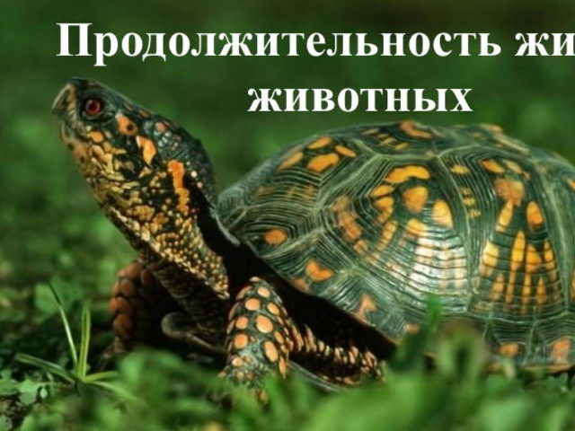 Продолжительность жизни разных животных: птиц, рептилий, грызунов, рыб и моллюсков — Окружающий мир