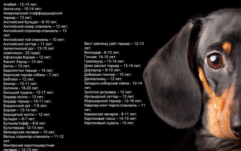 У охотничьих собак длительность жизни больше