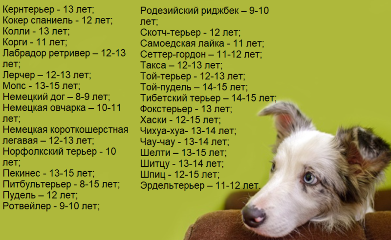Длительность жизни