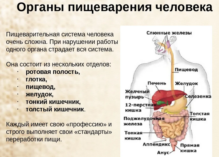 Органы пищеварения
