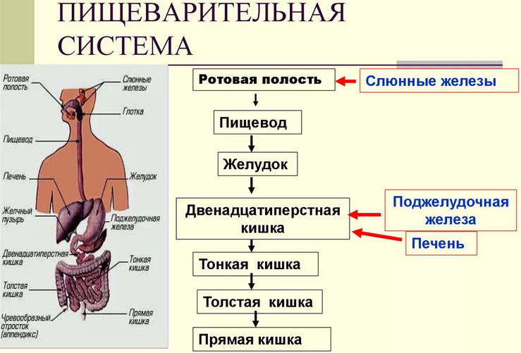 Пищеварительная система человека