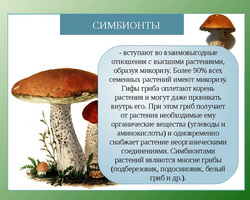 Симбионты — легкие частицы или бактерии? Чем отличается организм симбионт от организма паразита?