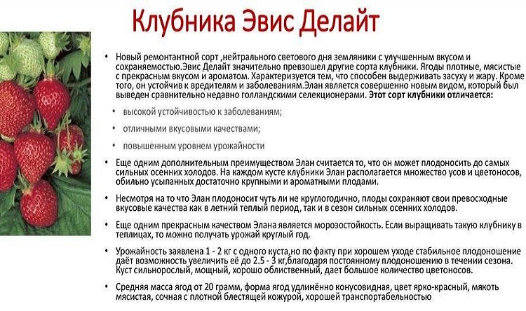 Новый сорт