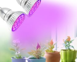 Чем отличается фитолампа от обычной светодиодной лампы?