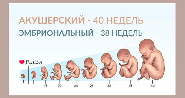 Отличие акушерской недели от обычной, эмбриональной