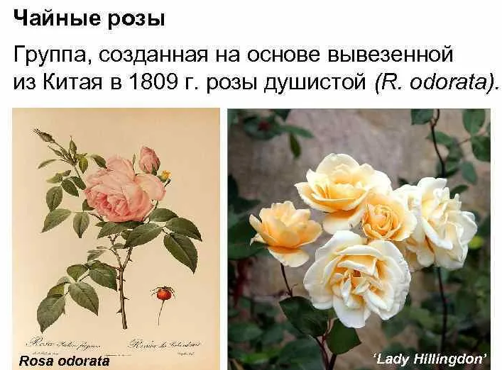 Чайная роза