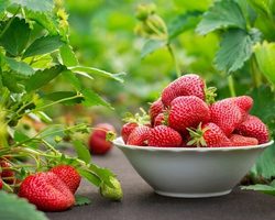 Чем отличается ремонтантная клубника от обычной садовой клубники? Способы посадки, размножения и ухода
