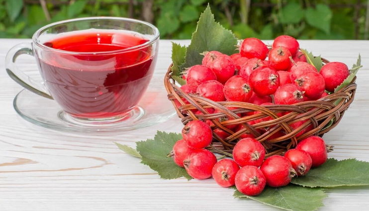 Боярышник для лечения при климаксе