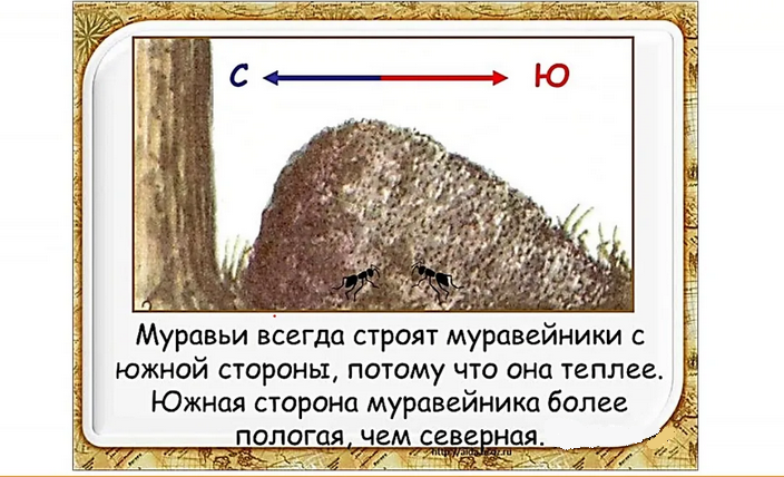 Определяем стороны горизонта без компаса, по муравейнику
