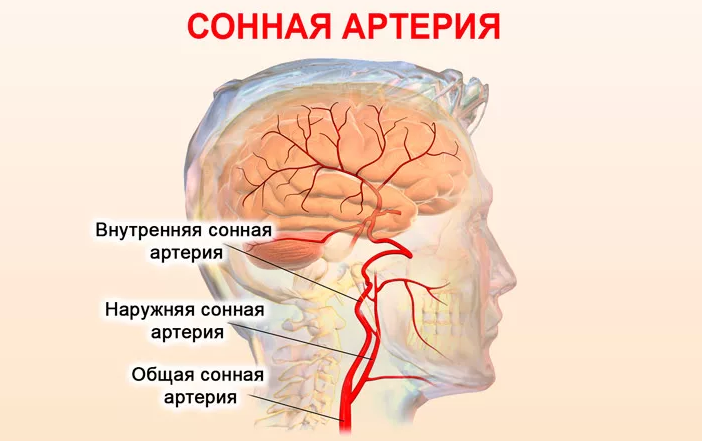 Сонная артерия
