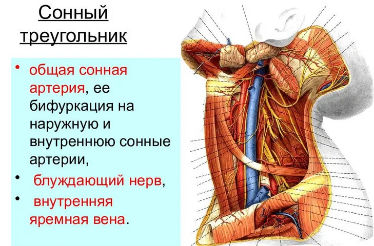 Сонный треугольник с артериями