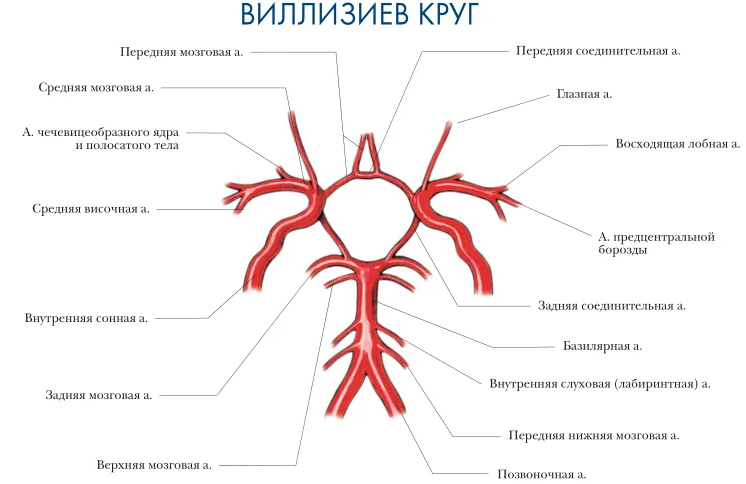 Виллизиев круг с артериями