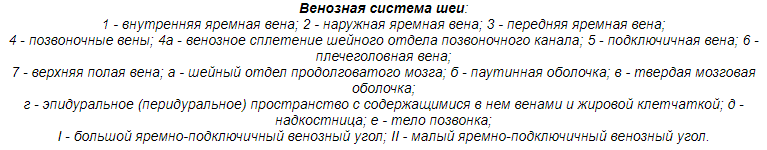 Описание строения сосудов шеи