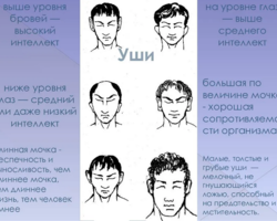 Физиогномика: определение характера мужчины и женщины по форме ушей