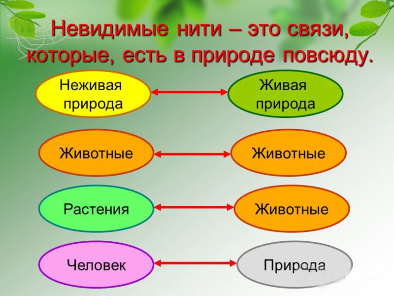 Связи между растениями и животными, природой и человеком