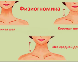 Физиогномика: определение характера мужчины и женщины по шее. О чем говорит длинная и короткая толстая или тонкая шея у мужчин и женщин?